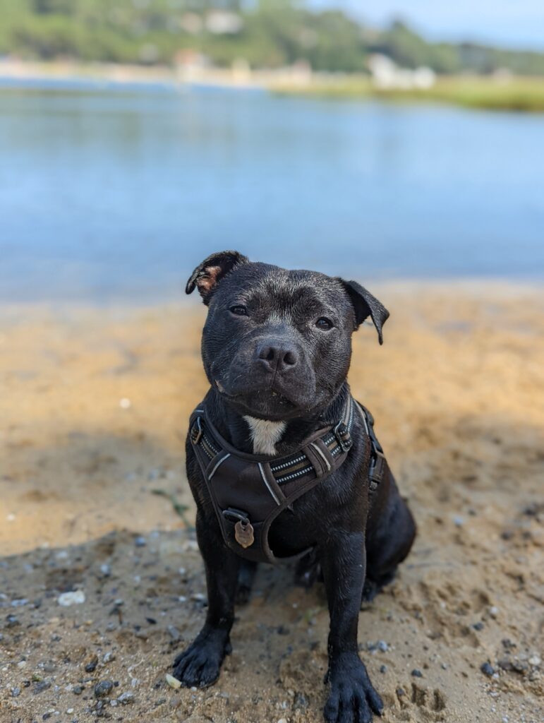 Shadow notre chien pendant l'été 2022 au bord d'un lac à Biscarosse